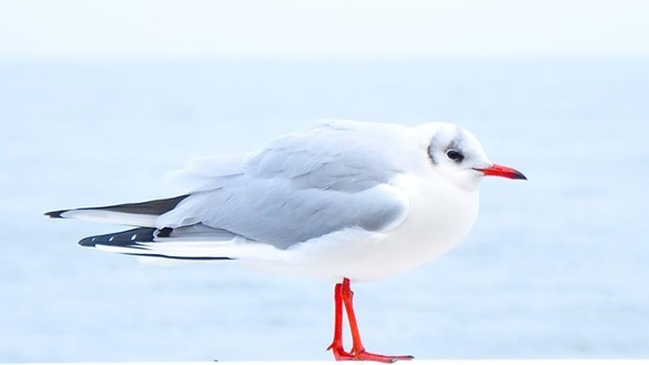 Nordseeurlaub. Möwe.